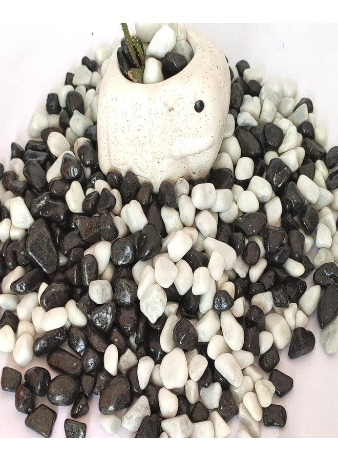 Power Stone Decorative Coloured Painted Asymmetric Marble Stone Pebbles for Vase Filler Plant Pots Aquarium Home Garden Outdoor Decoration (Black & White, 3 Kg) - Image 2